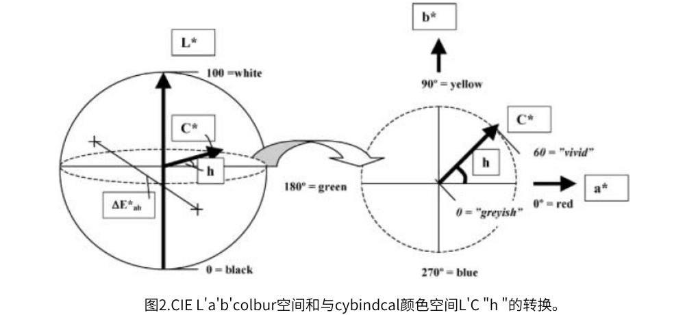 圖2.CIE L'a'b'colbur空間和與(yu) cybindcal顏色空間L'C "h "的轉換
